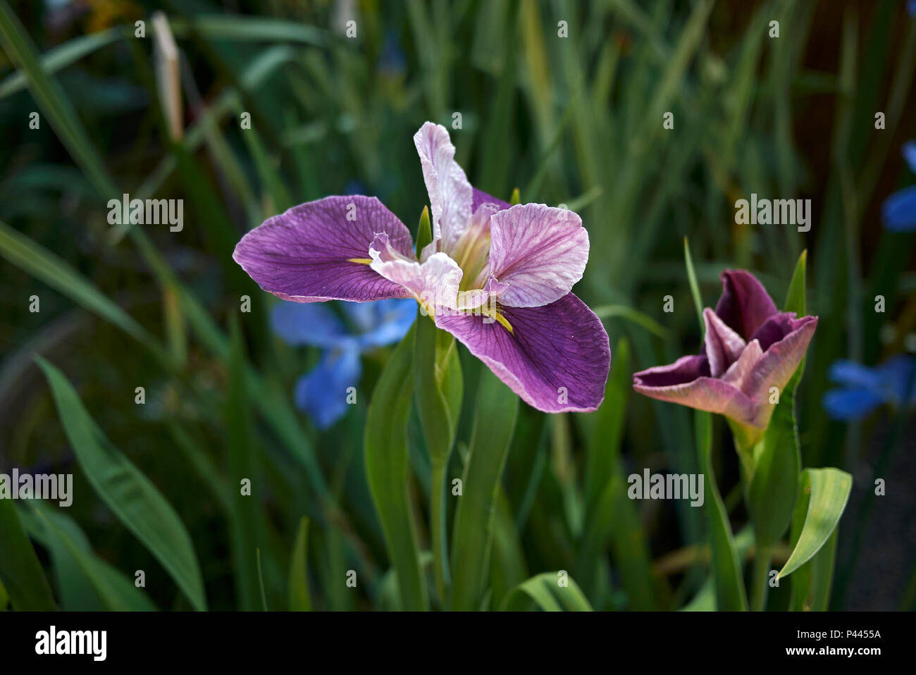 Louisiane iris fleurs violettes Banque D'Images