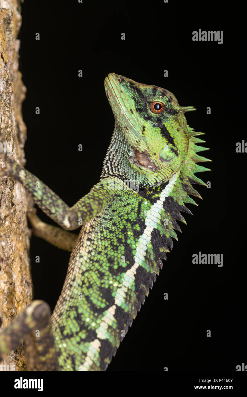 Calotes emma, communément connu sous le nom de Emma Gray's forest lézard et le lézard à crête de forêt, est une espèce de lézards de la famille des Agamidae. Banque D'Images