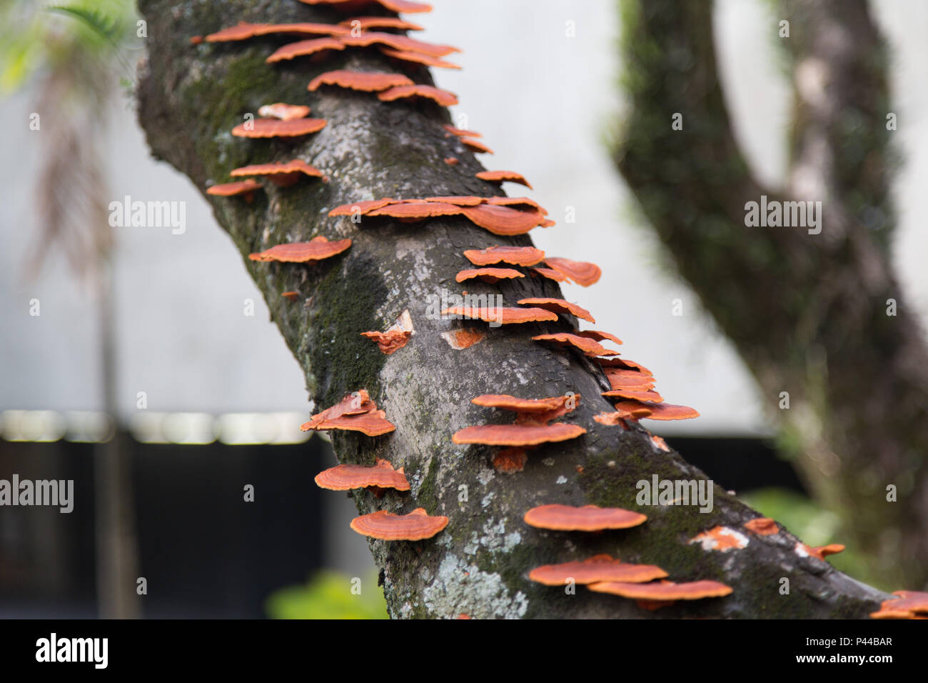 Fungo (Polyporus sanguineus ou Pycnoporus sanguineus) conhecido como orelha very-de-pau sobre um tronco. SÃƒO Paulo/SP, Brasil - 02/11/2013. Foto : AndrÃ© M. Chang / Fotoarena Banque D'Images