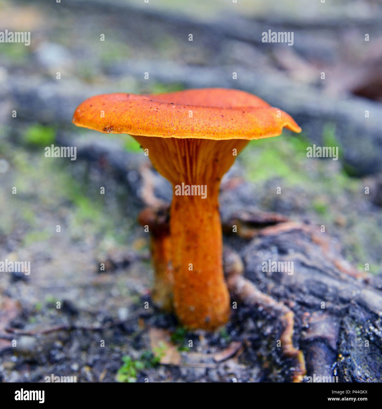 Champignons omphalotus olearius toxiques dans les bois Banque D'Images