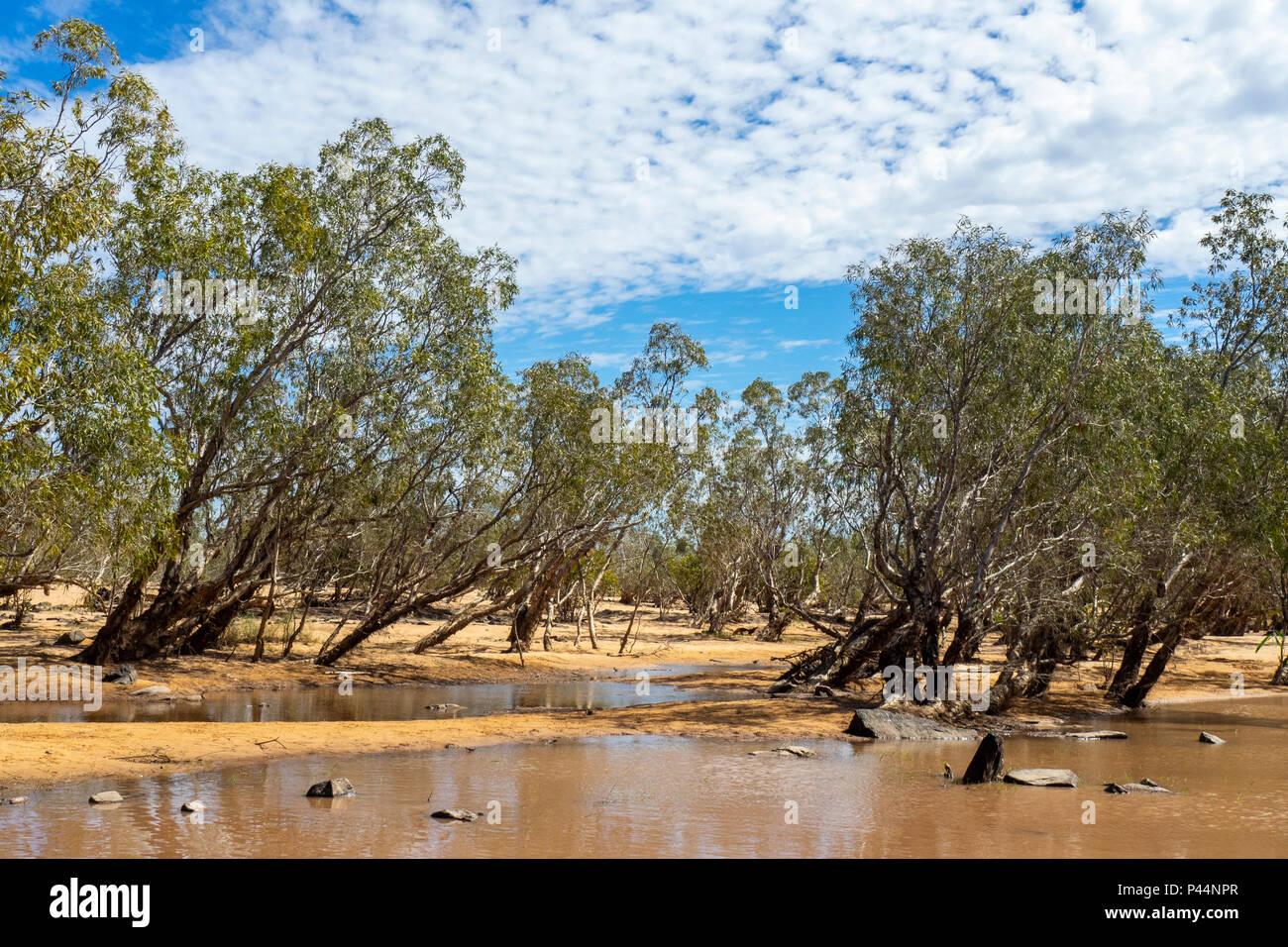 Défi 2018 Gibb eucalyptus poussant sur le bord de l'eau d'une rivière qui traverse l'Australie Kimberley Gibb River Road Banque D'Images