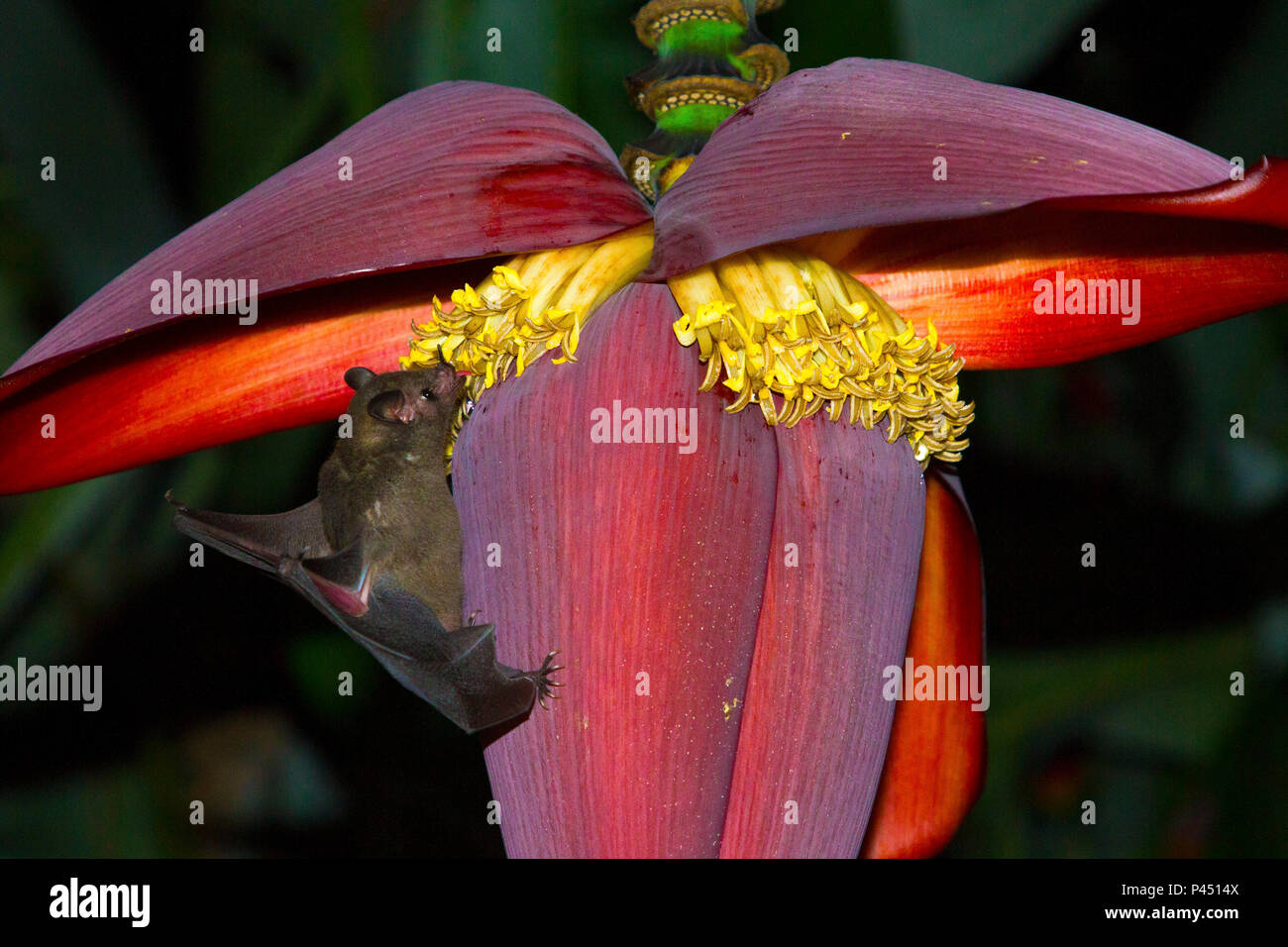 Morcego-beija-flor (Des Phaethornithinae - Glossophaginae) alimentando-se  ne nÃ©ctar de flores de bananeira. RibeirÃ£o Preto / SÃ£o Paulo, Brasil -  19/mar/2013. Feuilles à proboscis long-nosed Bat (Des Phaethornithinae -  Glossophaginae) se nourrissant du