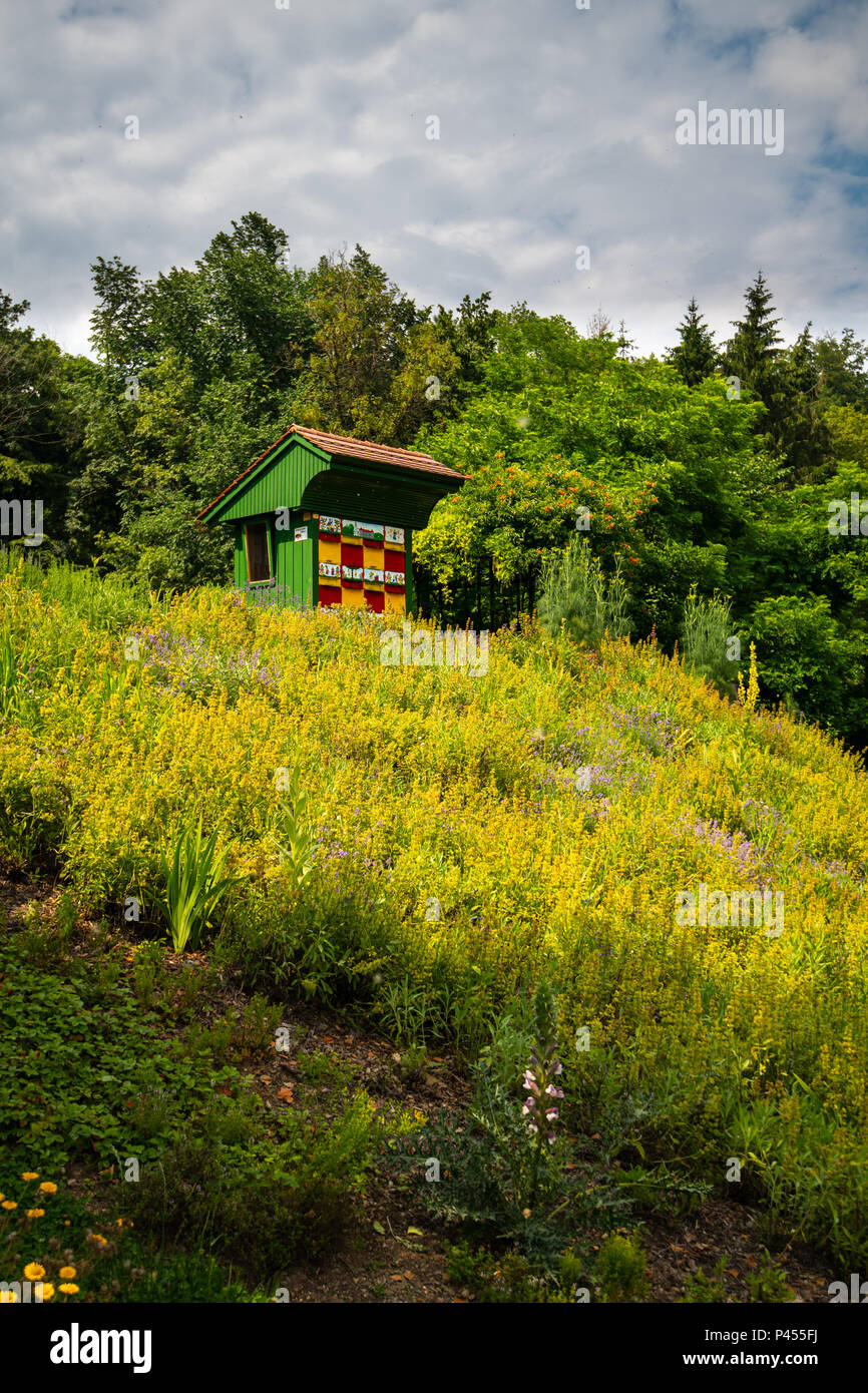 Ruche en bois coloré traditionnel dans le jardin de fines herbes. Les ruches sont peintes de couleurs vives pour que les abeilles trouvent leurs ruches. Banque D'Images
