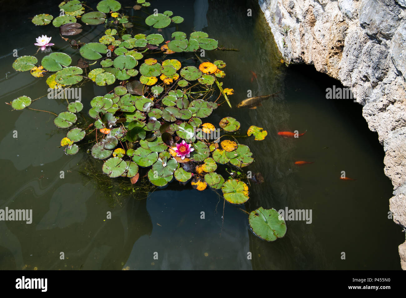 Étang avec des carpes koi et de nénuphars, des fleurs de lotus sur l'eau, pont de pierre menant sur l'eau Banque D'Images