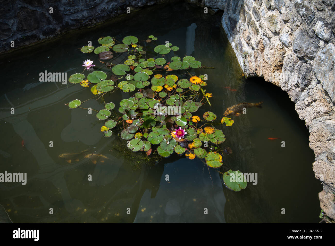 Étang avec des carpes koi et de nénuphars, des fleurs de lotus sur l'eau, pont de pierre menant sur l'eau Banque D'Images