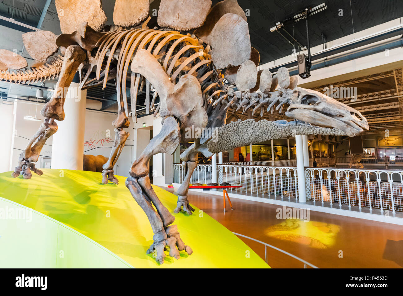 Grande Bretagne, Ecosse, Edimbourg, le Musée National d'Écosse, pièce de dinosaure Stégosaure Banque D'Images