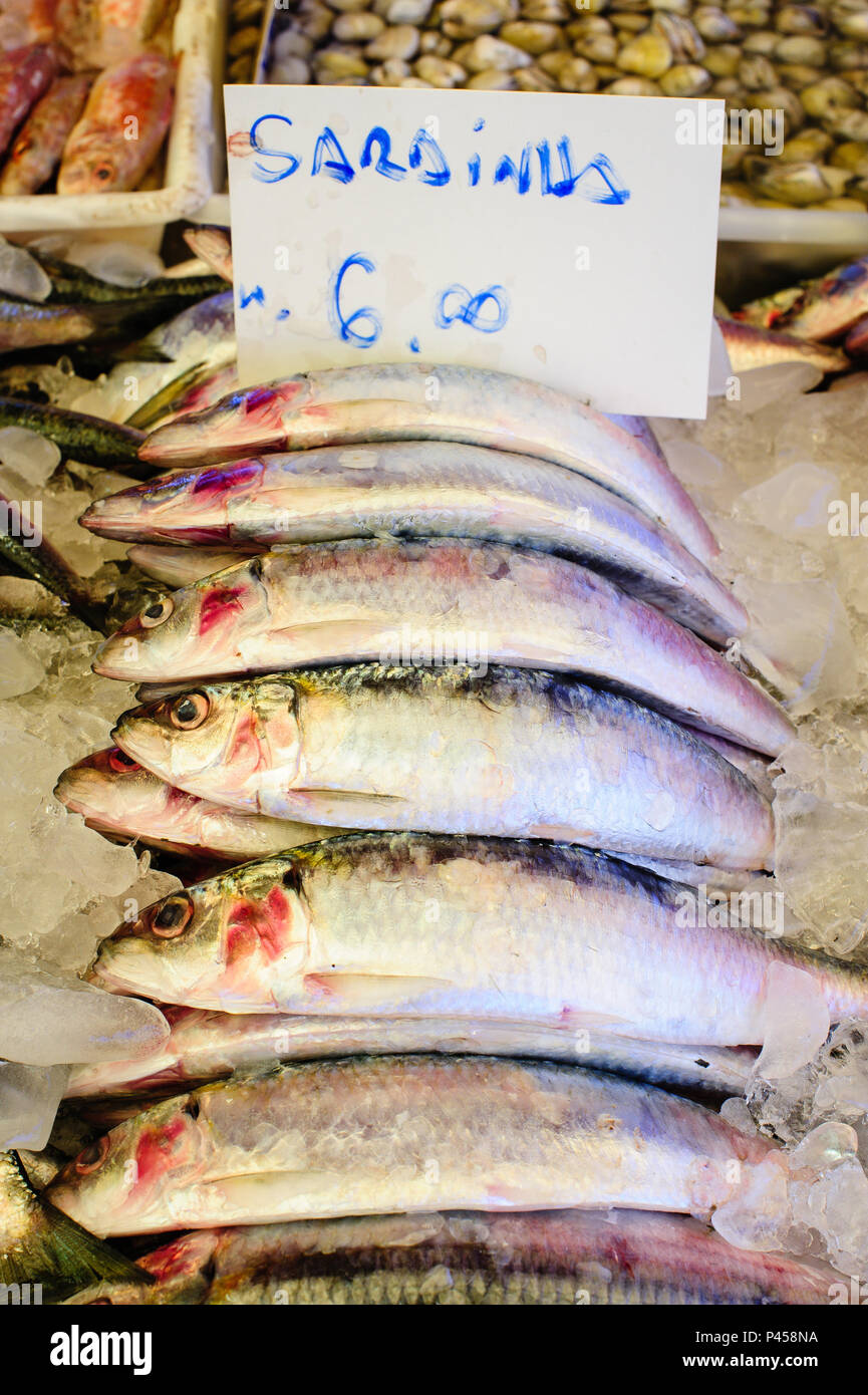 Sardinha durante Pesca. SÃƒO Paulo/SP, Brasil 24/09/2013. (Foto : David Santos Jr / Fotoarena) Banque D'Images