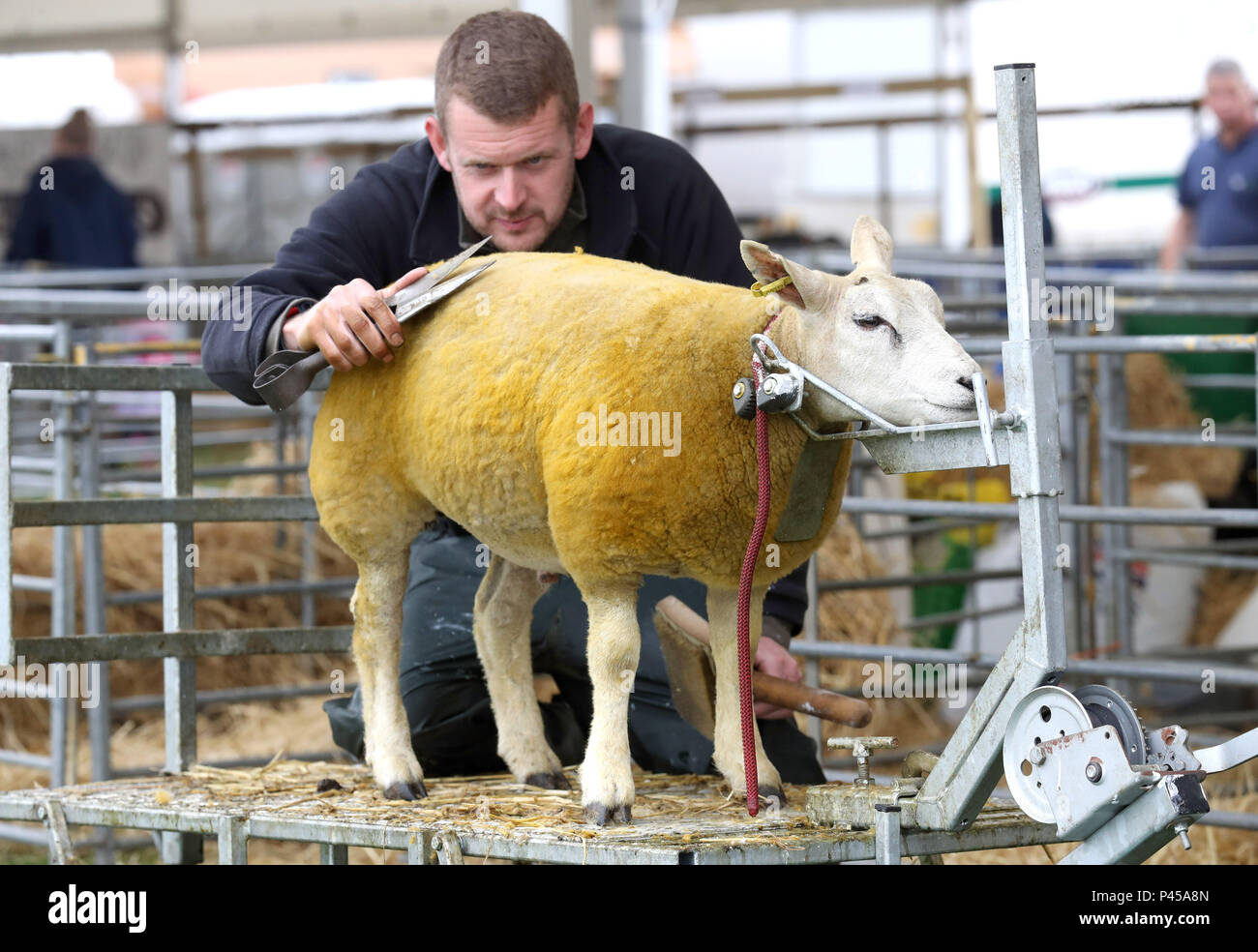 Alan Miller d'Aberdeen prépare ses Loegel Jet cross moutons pendant les derniers préparatifs pour le Royal Highland Show, qui aura lieu à Ingliston à Edimbourg le week-end dernier. Banque D'Images