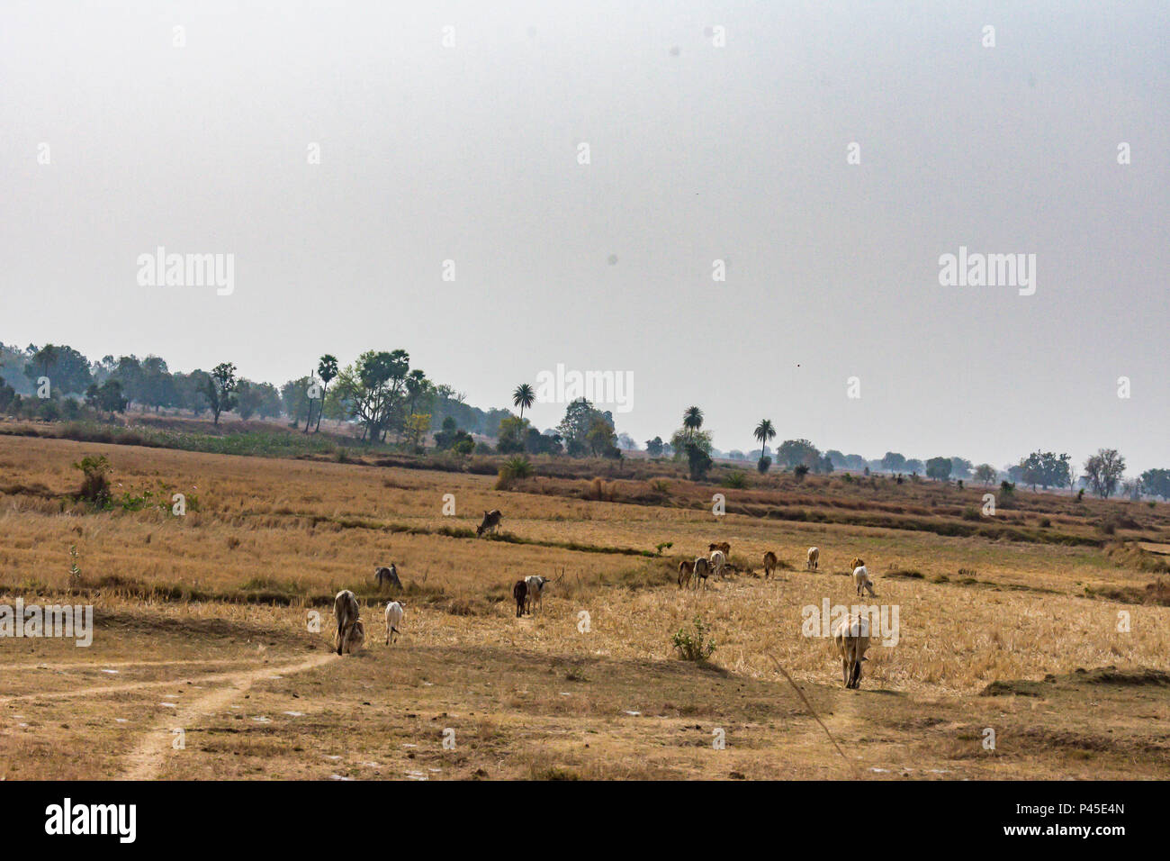 Groupe de Bell et de vache à la ferme de paddy pour le pâturage. Banque D'Images