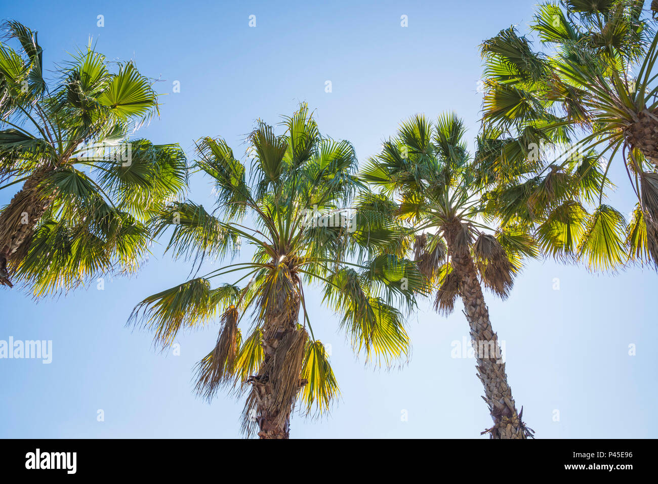 Sabal palm trees la Floride. Banque D'Images