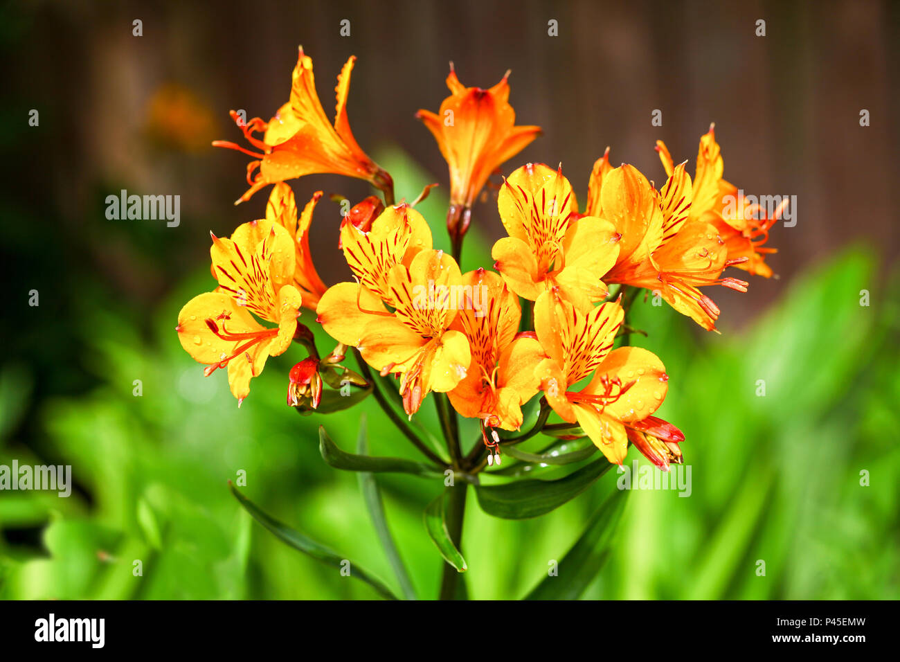 L'Alstroemeria fleurs, communément appelée la Lys péruviens ou lis des Incas, est une plante de la famille Alstroemeriaceae, Angleterre Banque D'Images