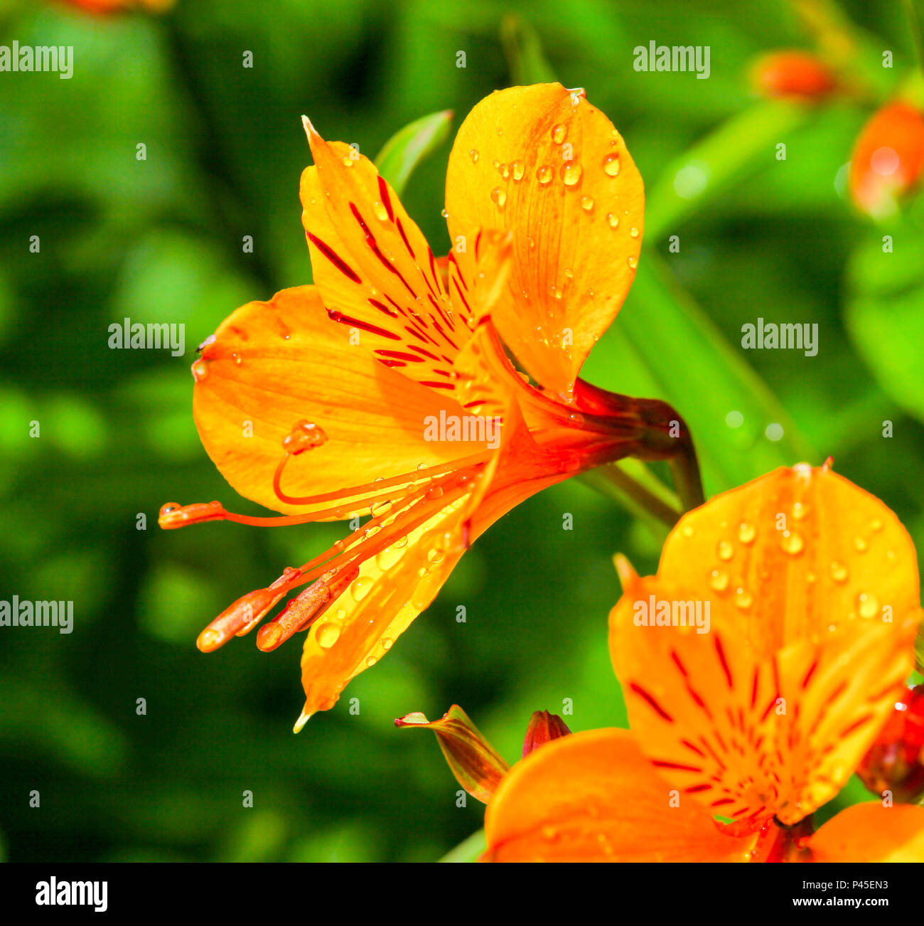 L'Alstroemeria fleurs, communément appelée la Lys péruviens ou lis des Incas, est une plante de la famille Alstroemeriaceae, Angleterre Banque D'Images