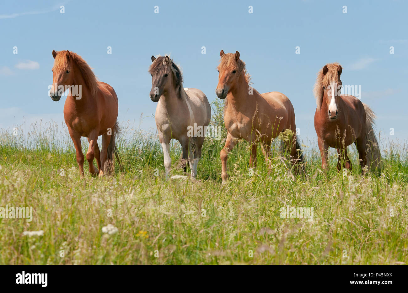 Quatre chevaux Islandais debout dans une prairie d'herbe verte, les jeunes étalons avec différentes couleurs de pelage, de châtaigne, de la souris et rouge dun dun tobiano, Allemagne Banque D'Images