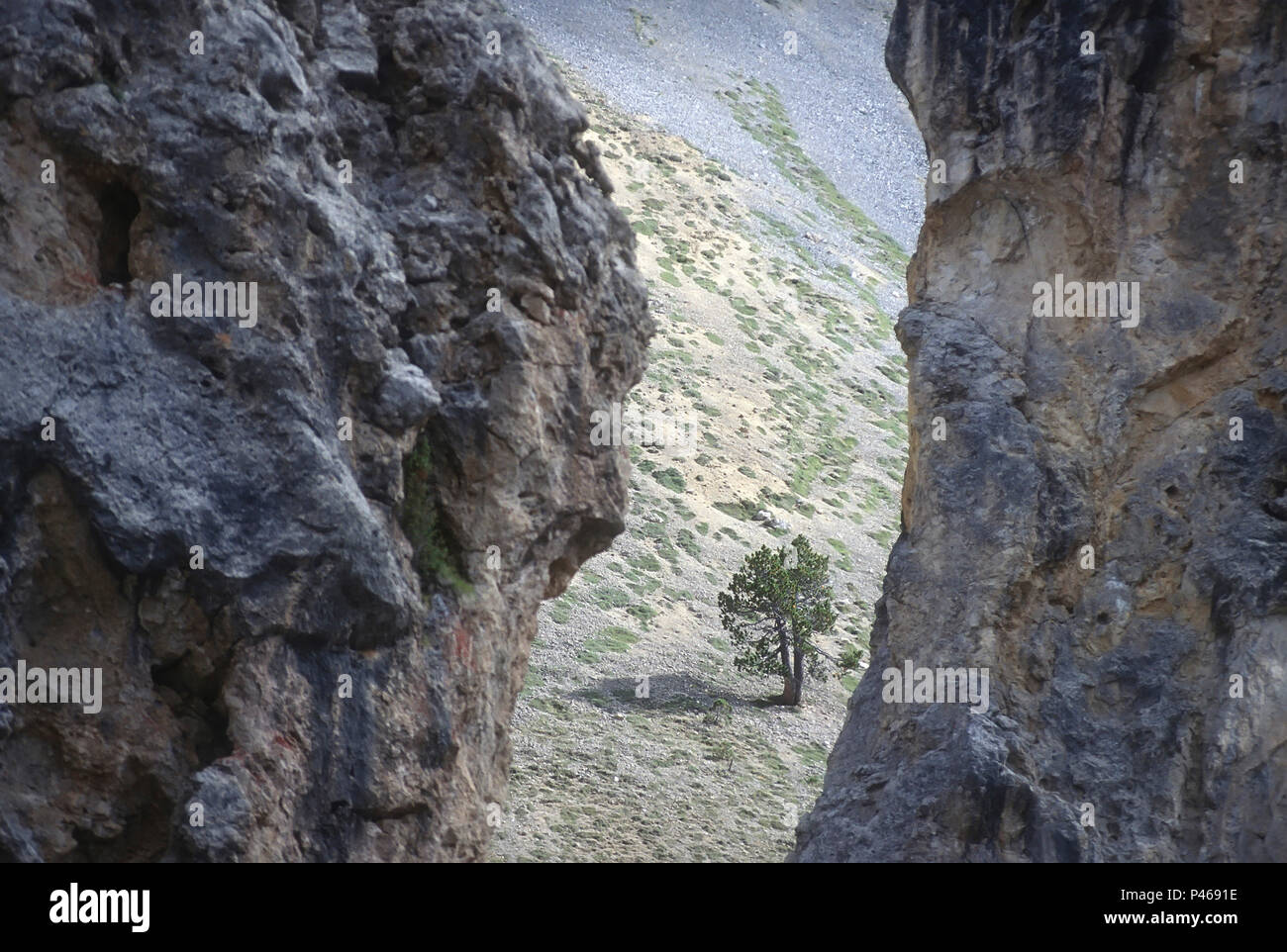 Bonsaï naturel d'arbres rabougris dans la casse déserte près du Col d'Izoard dans le Parc Régional du Queyras, dans les Alpes Françaises Banque D'Images