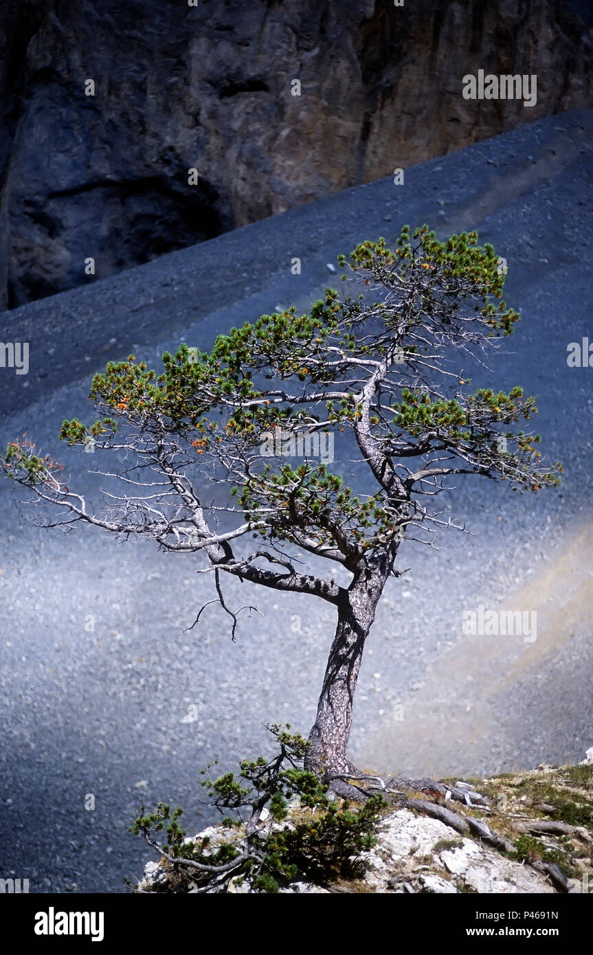 Bonsaï naturel d'arbres rabougris dans la casse déserte près du Col d'Izoard dans le Parc Régional du Queyras, dans les Alpes Françaises Banque D'Images