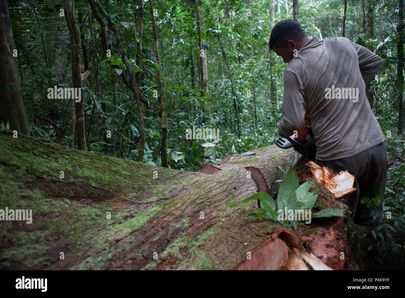 Extração ilegal de Madère na Selva Peruana. Le Pérou. Foto : Fellipe Abreu / Fotoarena Banque D'Images