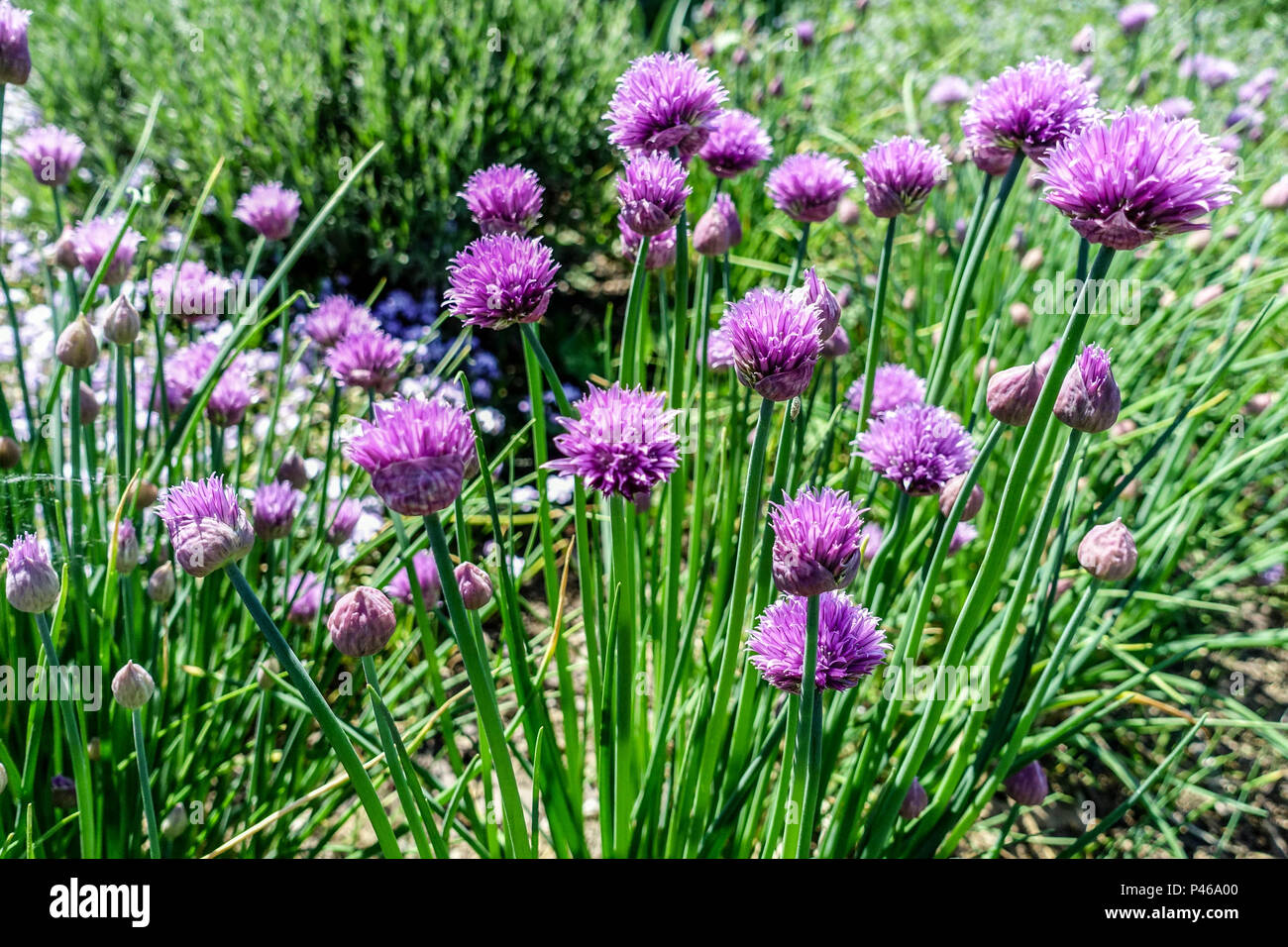 Allium schoenoprasum, jardin de ciboulettes rose fleuri Banque D'Images