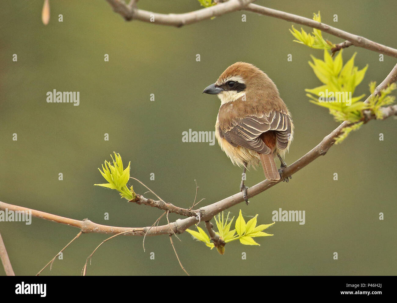 Pie-grièche brune (Lanius cristatus cristatus) mâle adulte, perché sur le Hebei, Chine Direction générale de mai 2016 Banque D'Images