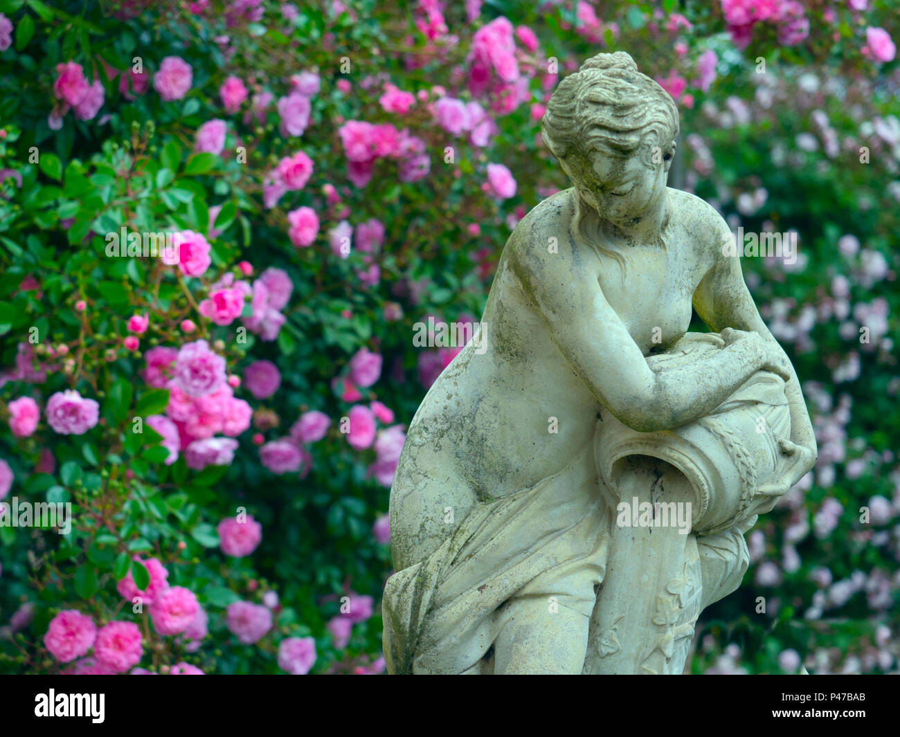 Rosiers grimpants et statue en pays jardin Norfolk Banque D'Images