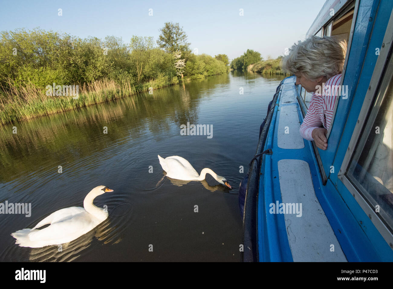 Femme en vacances voile sur l'alimentation de la rivière cygnes de fenêtre, River Ant, Norfolk Broads, UK. Peut Banque D'Images