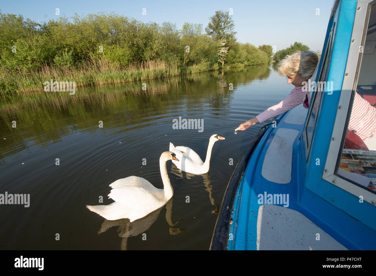 Femme en vacances voile sur l'alimentation de la rivière cygnes de fenêtre, River Ant, Norfolk Broads, UK. Peut Banque D'Images