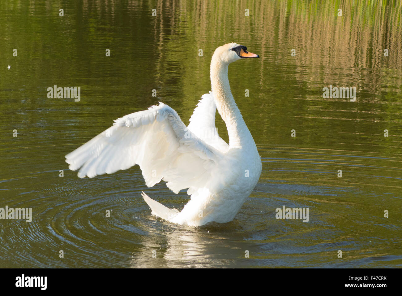 Cygne tuberculé Cygnus olor, homme, qui s'étend de l'aile, les ailes battantes, Norfolk Broads, le fleuve de l'Ant, UK. Peut Banque D'Images