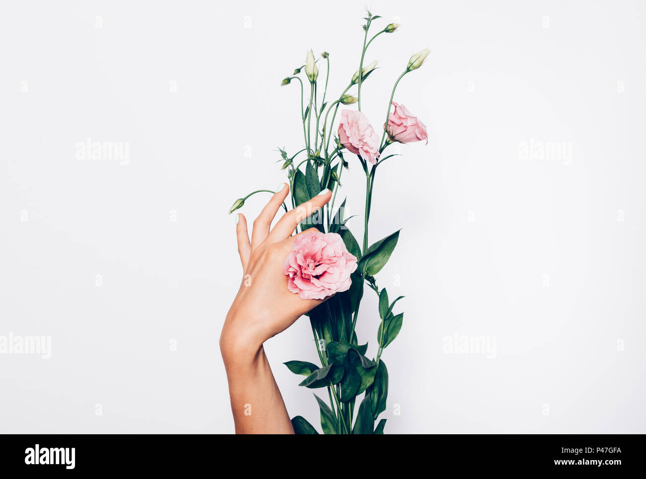 La main de femme serra la fleur faire un geste OK. Bouquet de rose montre femme eustomas sur fond blanc. Banque D'Images