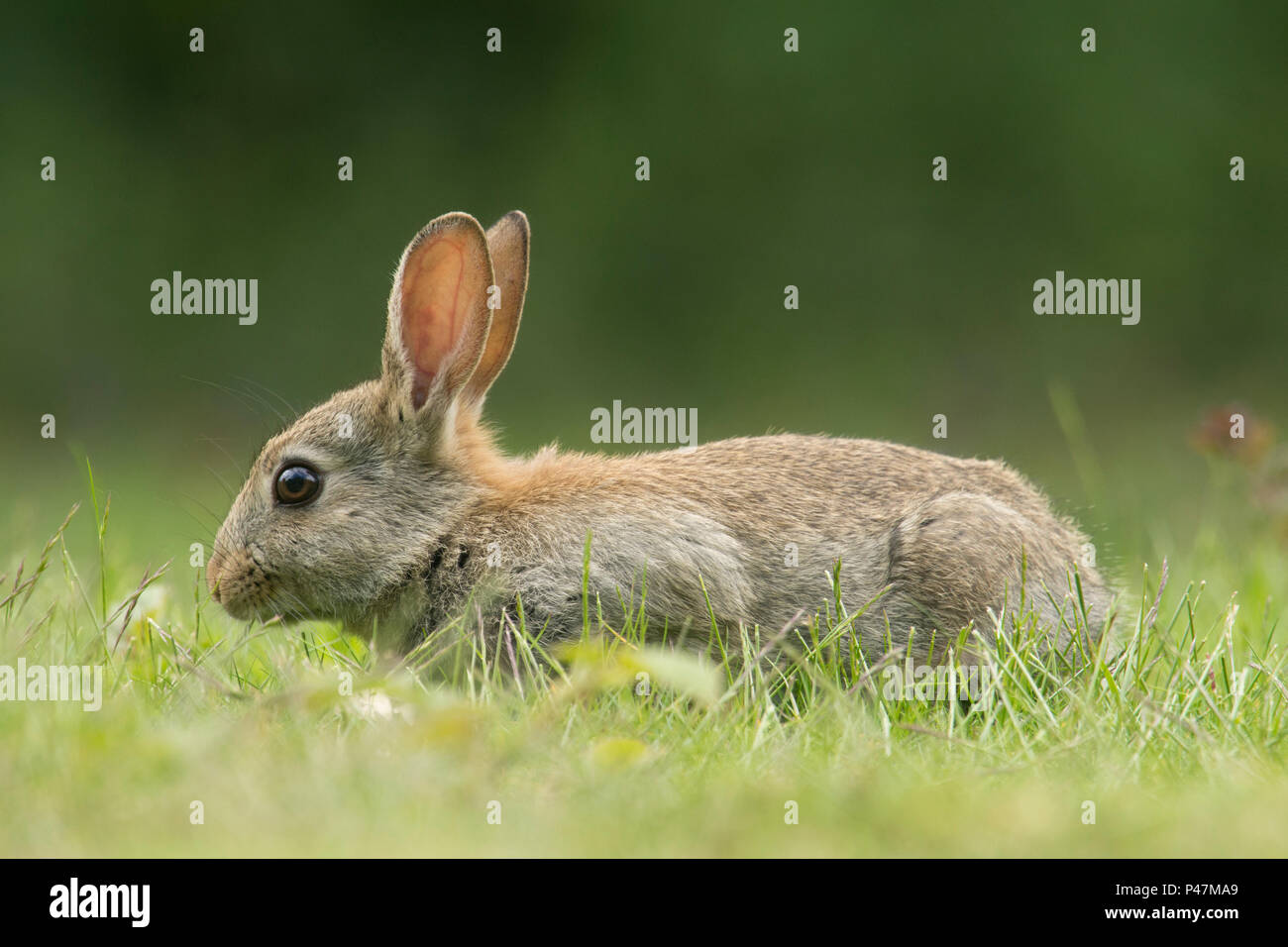 Lapin de garenne, Oryctolagus cuniculus, jeune lapin se nourrir dans l'herbe, mai, Norfolk, UK, Banque D'Images