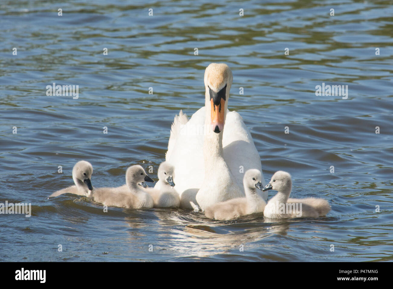 Cygne muet, mère avec de jeunes bébés, cygnets, nageant ensemble, Cygnus olor, Norfolk Broads, le fleuve de l'Ant, UK. Peut Banque D'Images
