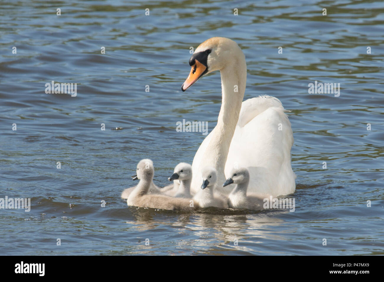 Cygne muet, mère avec de jeunes bébés, cygnets, nageant ensemble, Cygnus olor, Norfolk Broads, le fleuve de l'Ant, UK. Peut Banque D'Images