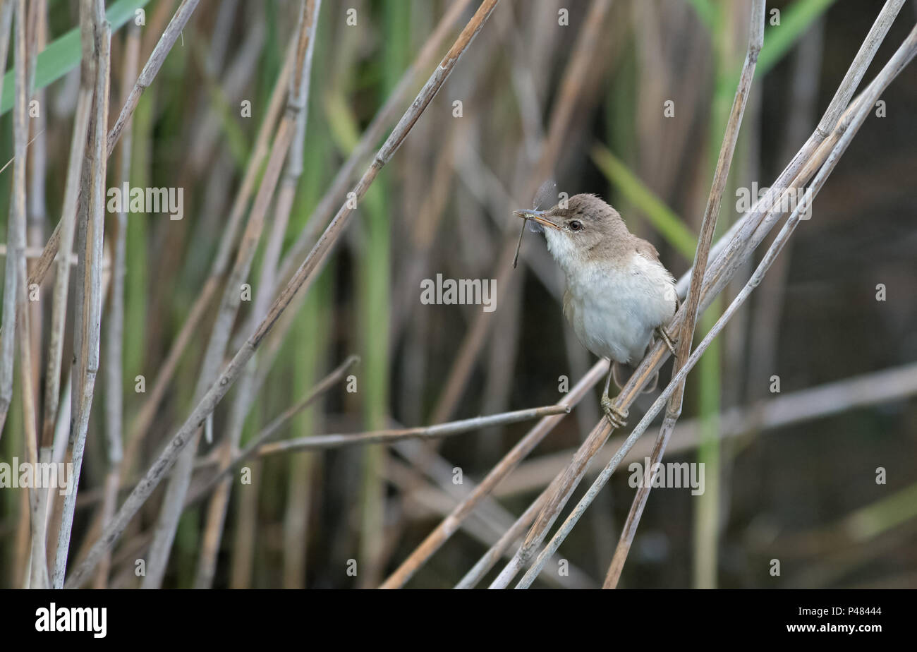 Warbler-Acrocephalus scirpaceus Reed a pris libellule à nourrir les jeunes. Uk Banque D'Images