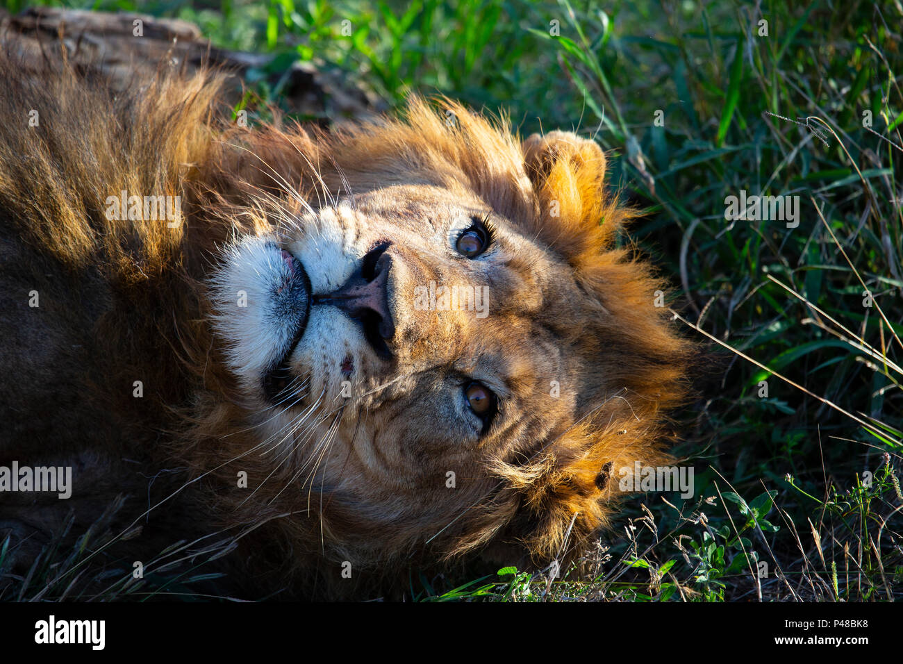 Close up of male lion Panthera leo tête regardant vers le haut à partir du sol Banque D'Images