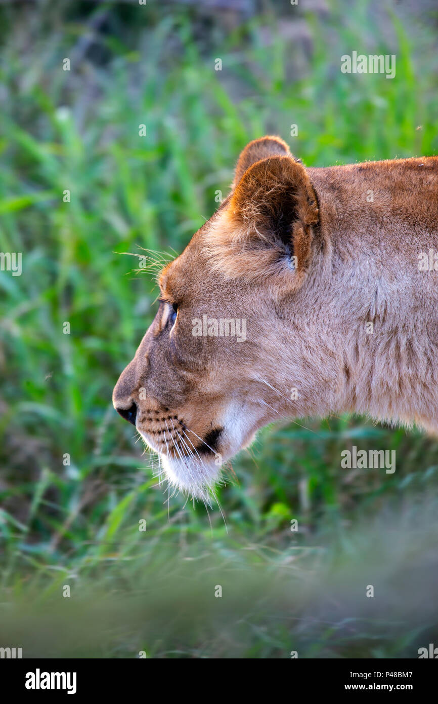Close up portrait of lionne dans le mode de chasse en Afrique du Sud Banque D'Images