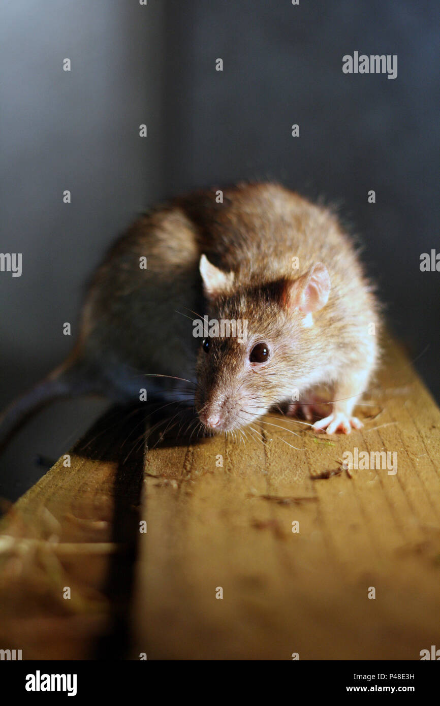 Gnawing rats Banque de photographies et d’images à haute résolution - Alamy