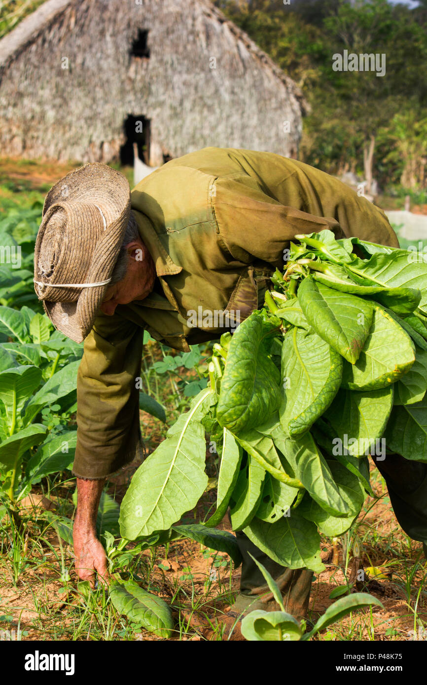 Vieux fermier est manuellement la récolte de feuilles de tabac dans sa plantation appartenant à Pinar del Río, Cuba, le séchage du tabac traditionnel derrière une maison. Banque D'Images