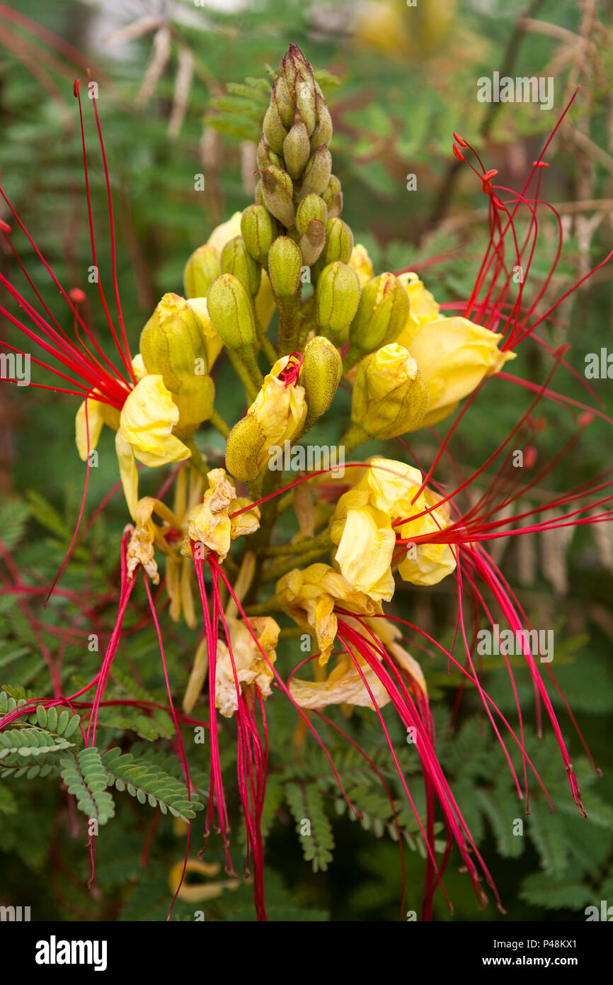Les Oiseaux du Paradis (Caesalpinia gilliesii arbuste)- belle fleur jaune : Uvala Gradina, Korčula, Dubrovnik-Neretva, Croatie Banque D'Images