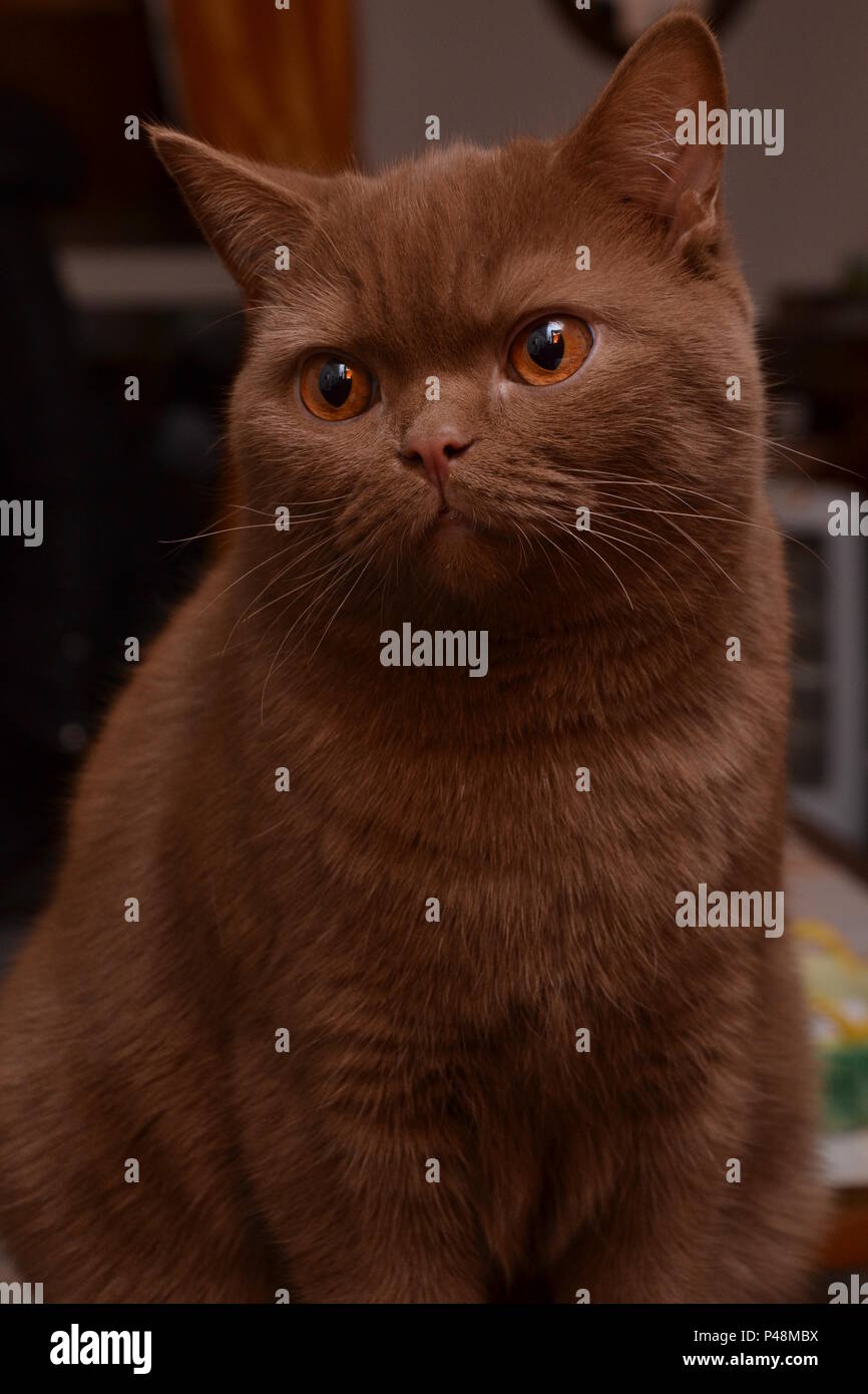 Un Chat British Shorthair Belle Expression Differente De Ce Chat De Race Une Couleur Brune Tres Rare Photo Stock Alamy
