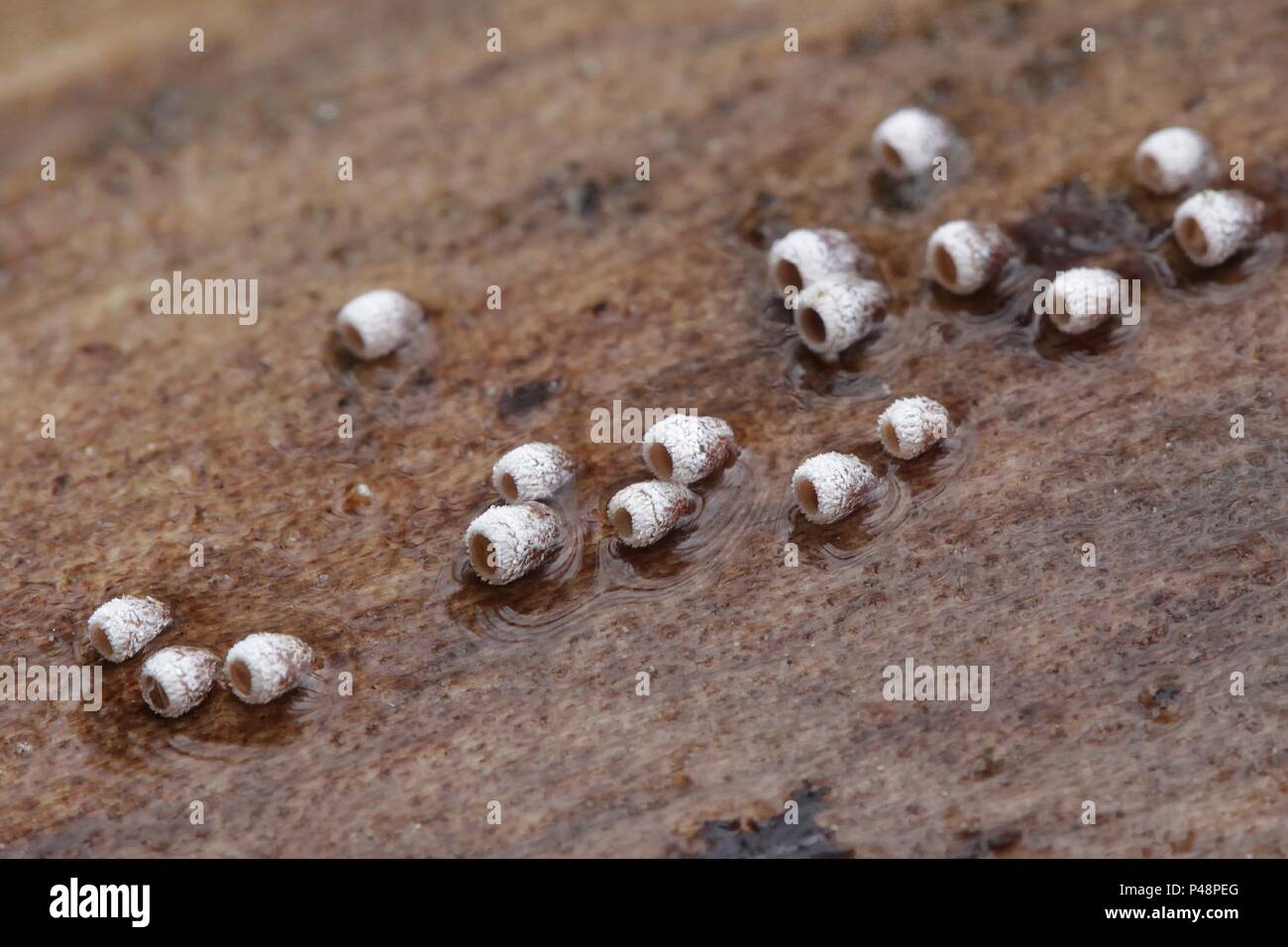 Calathella eruciformi champignons minuscules appelés Banque D'Images