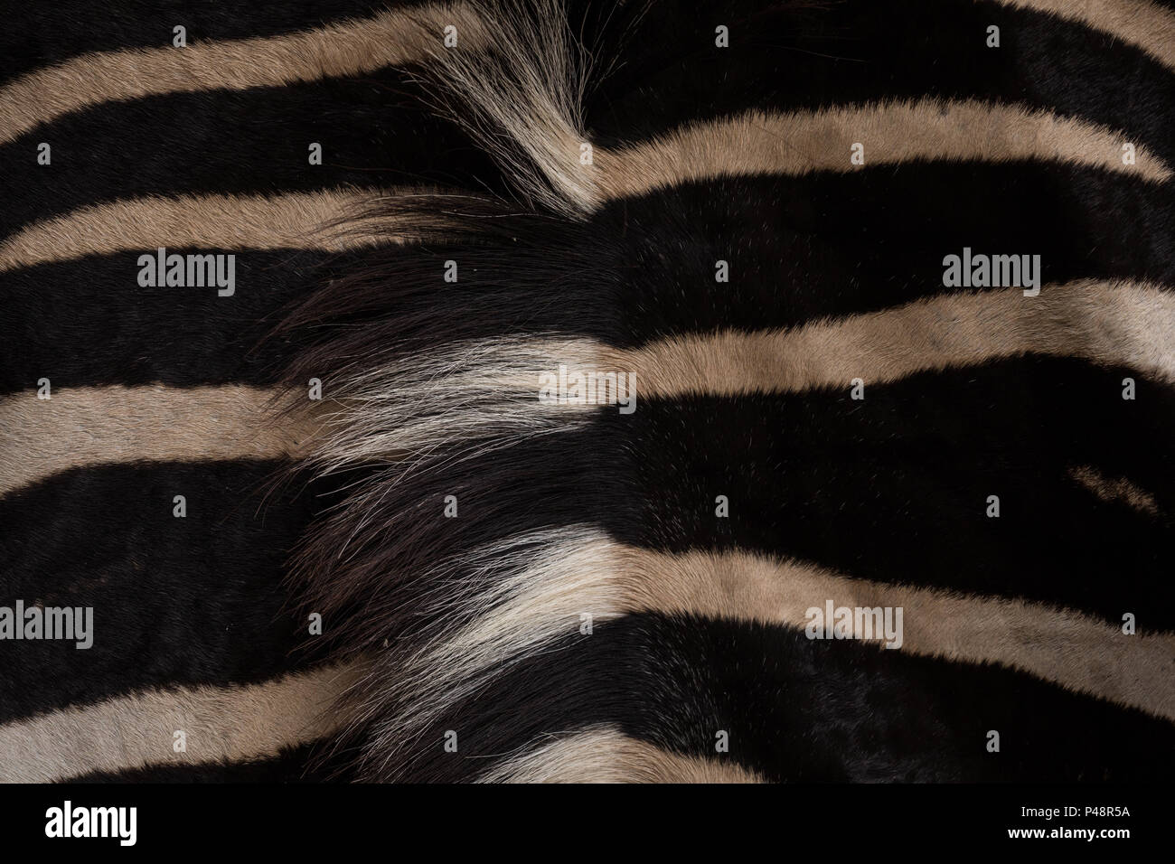 Close-up of zebra dans Safari park Banque D'Images