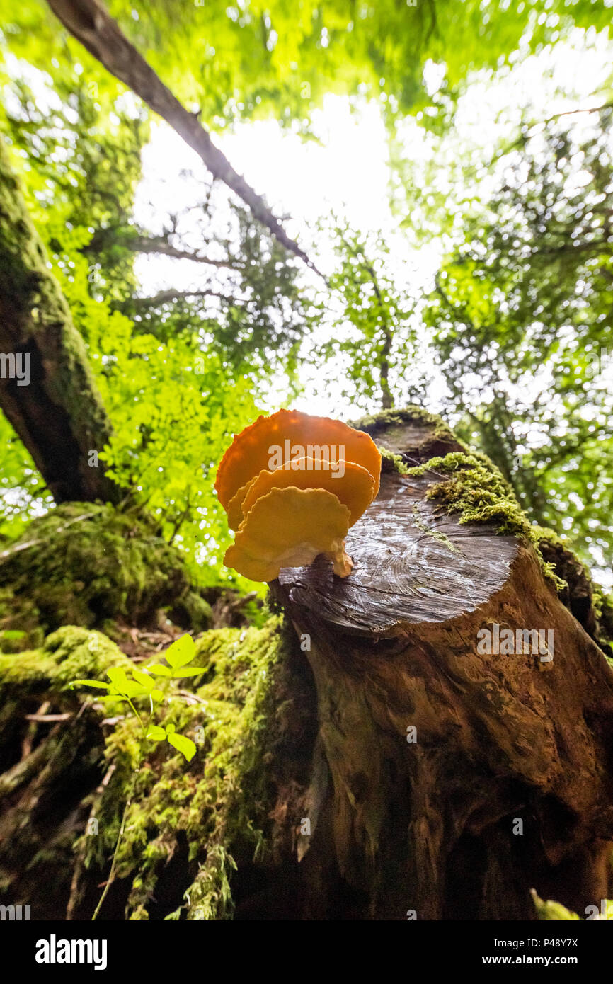 Poulet des bois champignon, Puzzlewood, forêt de Dean, Gloucestershire. Banque D'Images