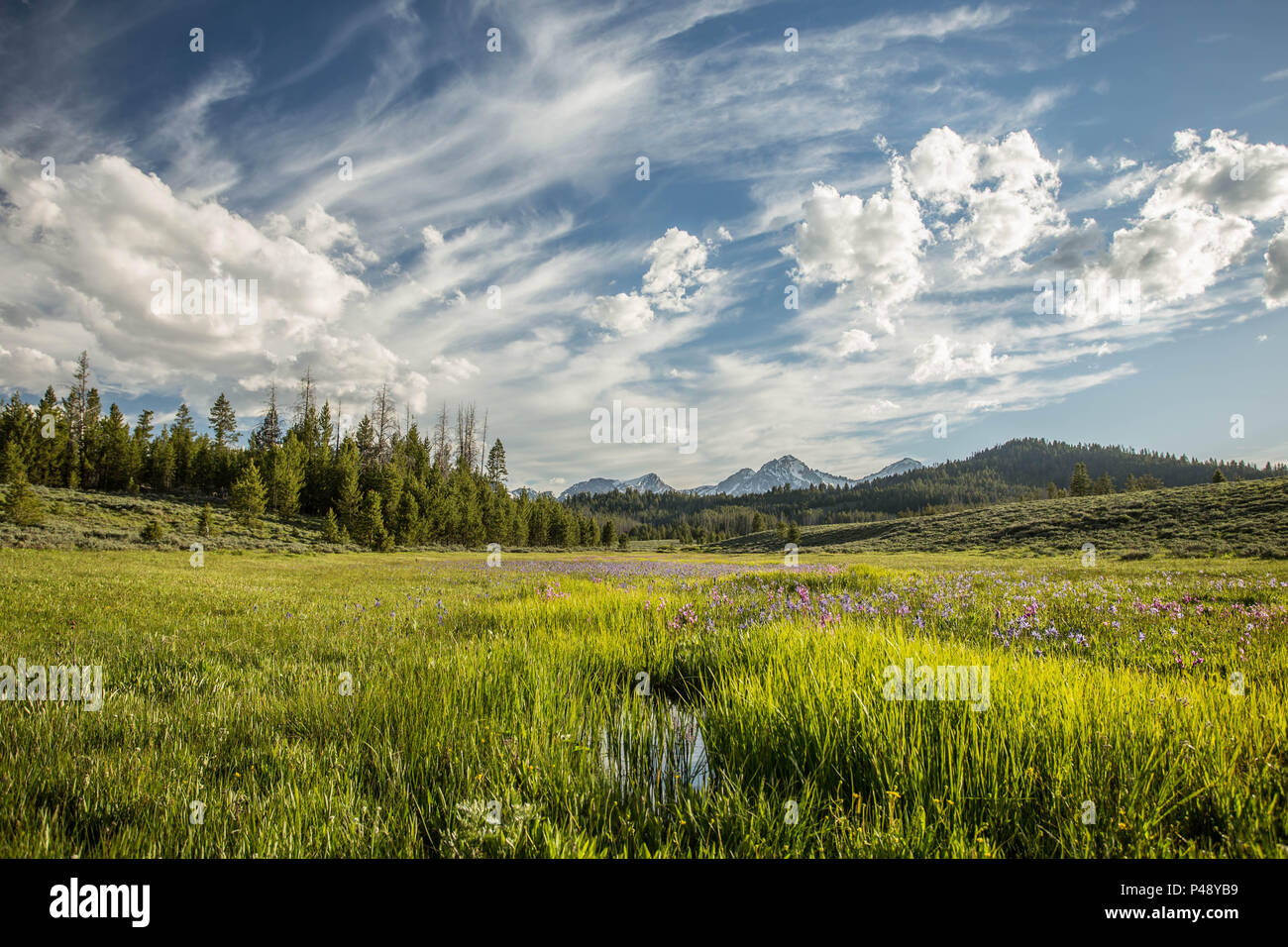 Camas Prairie de scie Banque D'Images