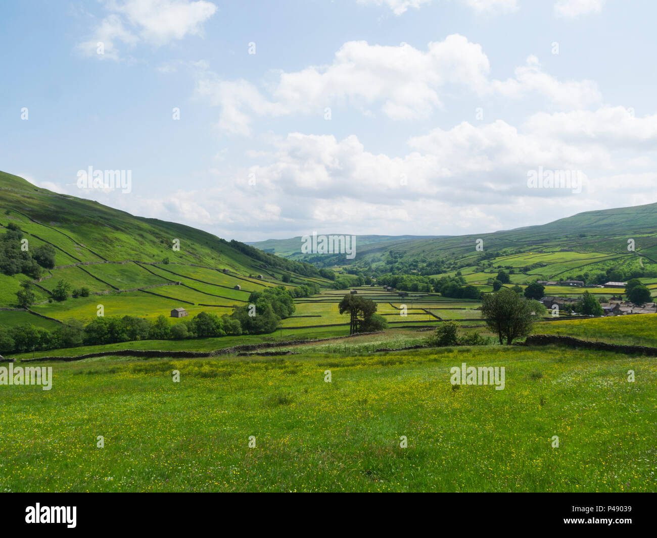 Vue sur terrain toThwaite Buttercup Yorkshire Dales National Park sur une belle journée de juin Yorkshire Dales National Park sur une belle journée de juin Banque D'Images