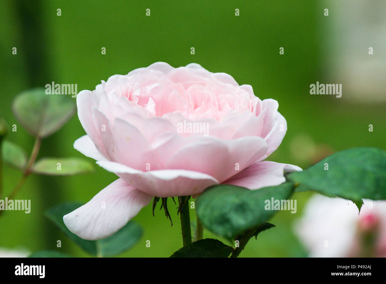 Une fleur sur un Frère Cadfael rose bush Banque D'Images