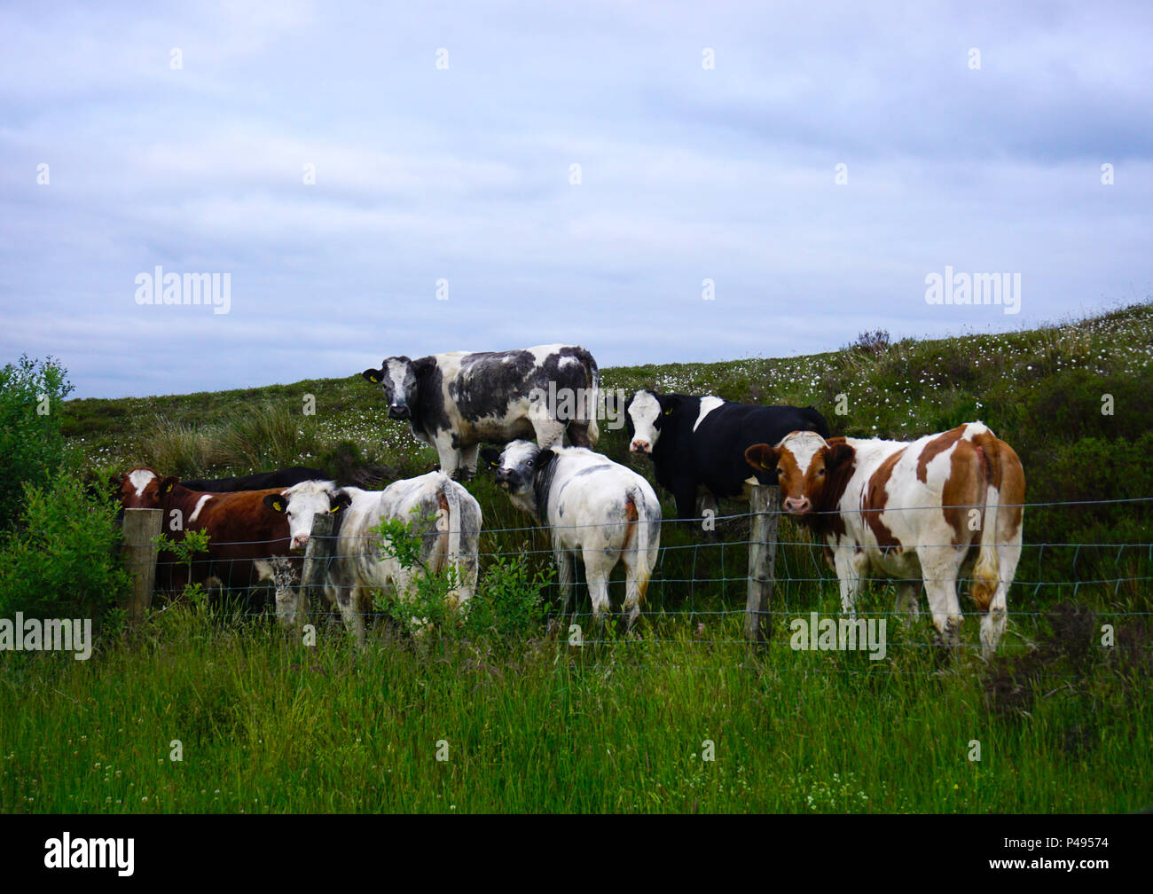 Troupeau de vaches dans un champ Sperrins Irlande du Nord Banque D'Images