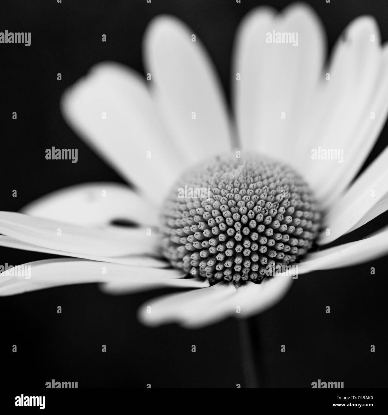 Une macro photographie d'une jolie fleur sauvage tourné en monochrome en Ecosse Banque D'Images