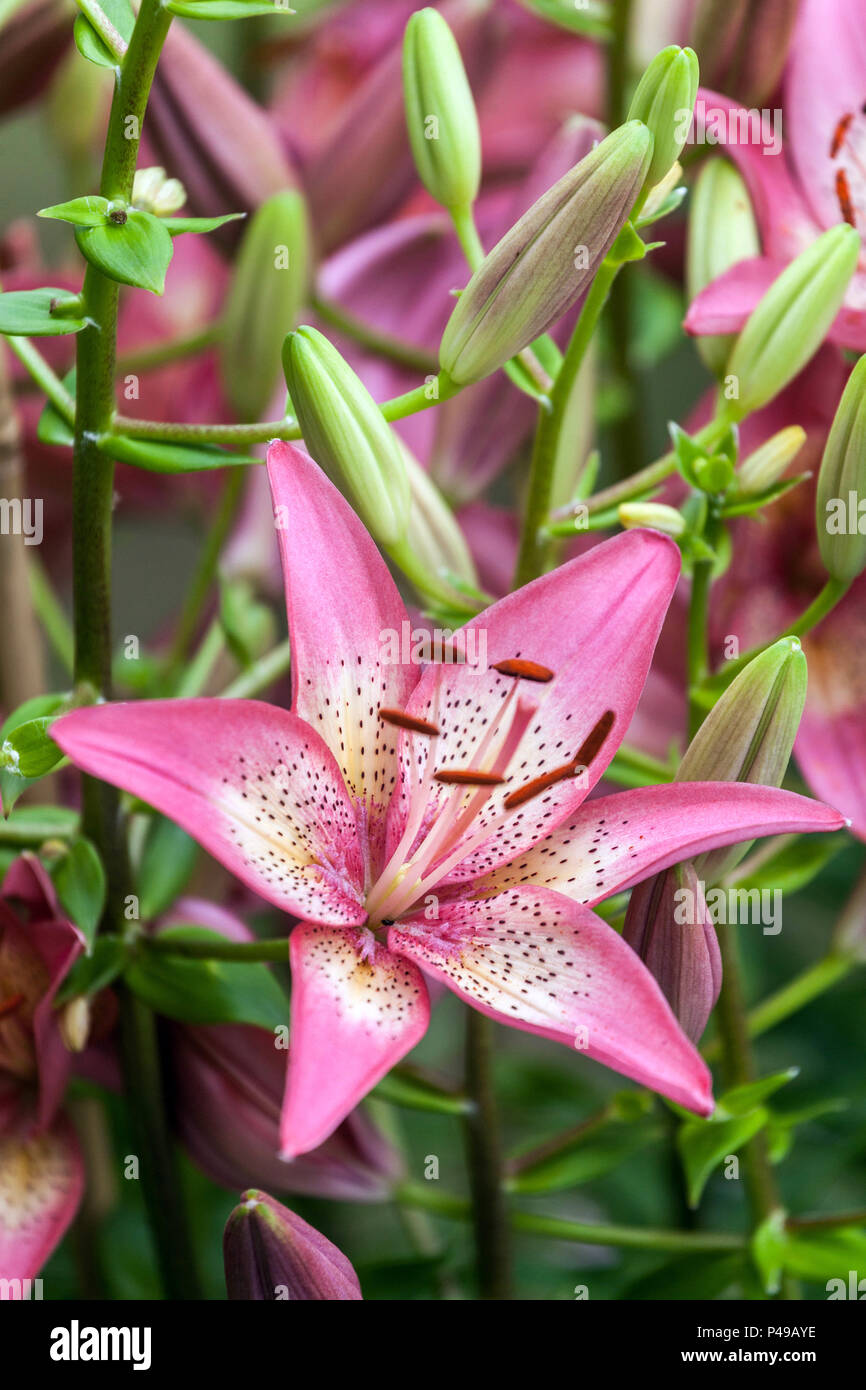 Lily asiatiques, Lilium ' ' Trogon, Lys Banque D'Images