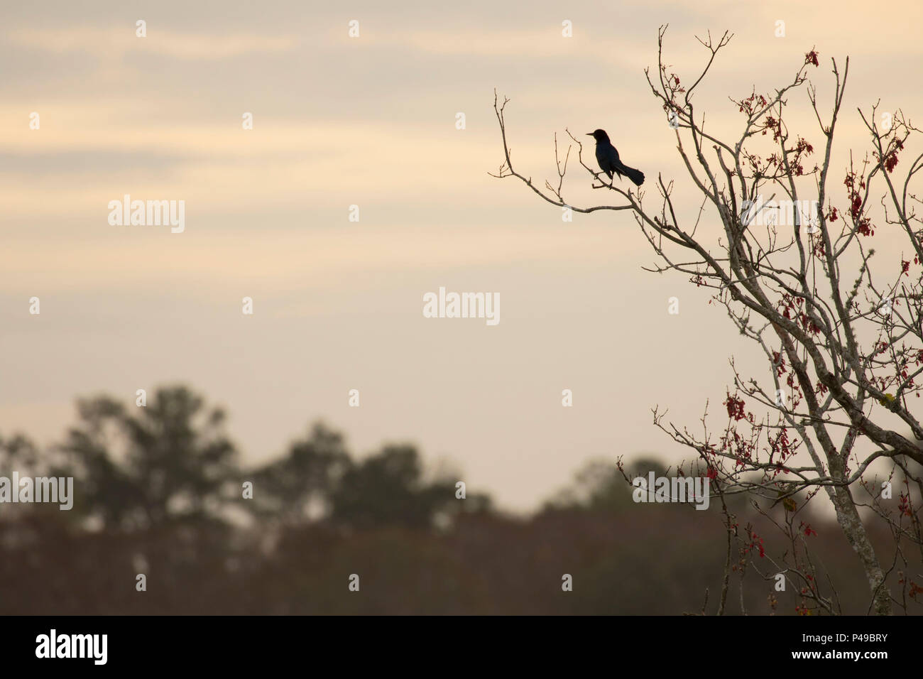 Quiscale bronzé, Woodruff Lake National Wildlife Refuge, en Floride Banque D'Images