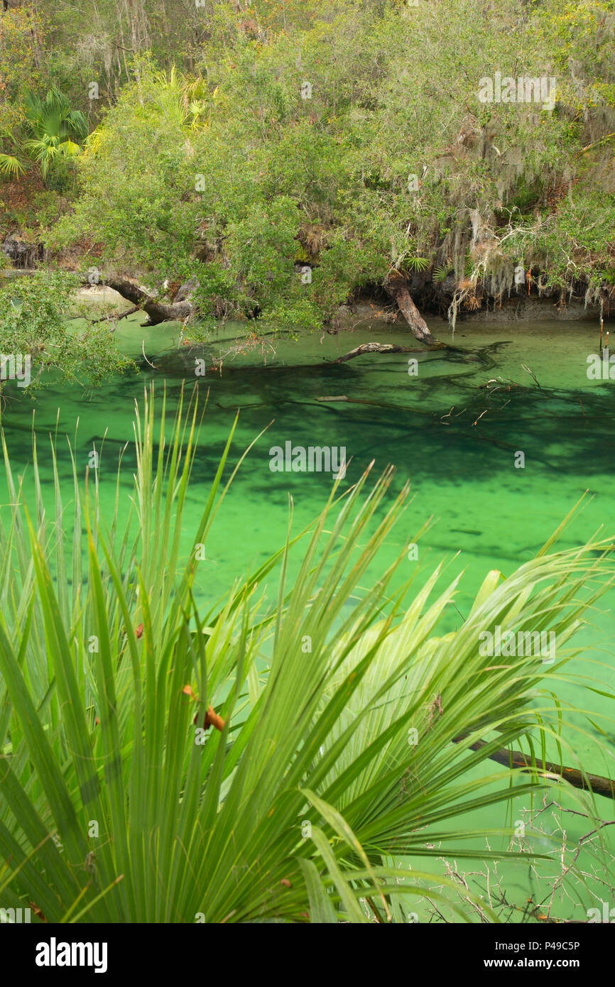 Blue Spring Run, Blue Spring State Park, Floride Banque D'Images