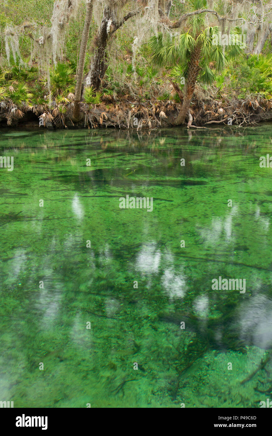 Blue Spring Run, Blue Spring State Park, Floride Banque D'Images