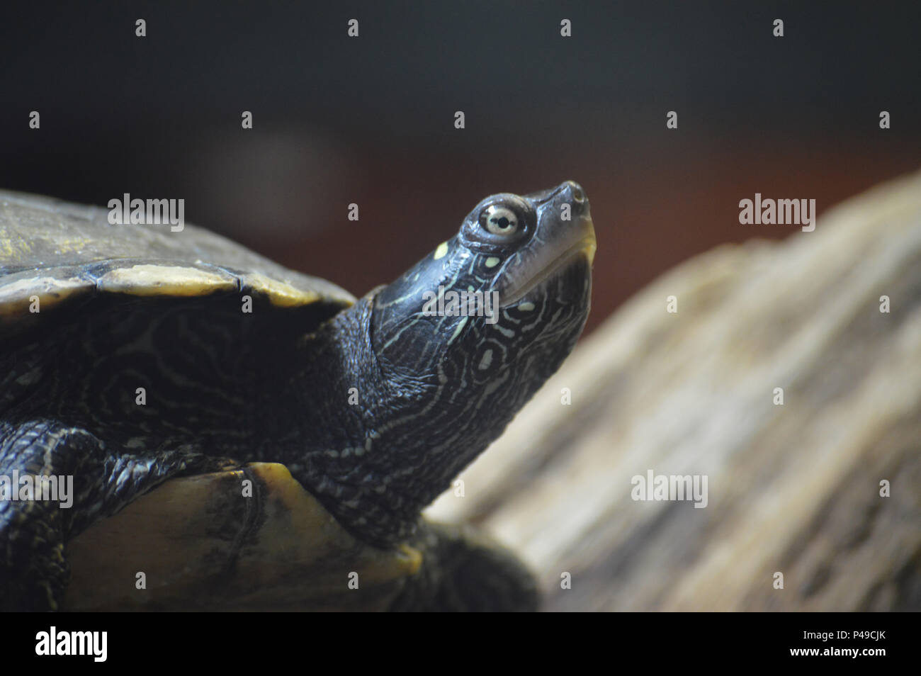 Sur une tortue peinte de log Banque D'Images